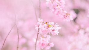 Preview wallpaper sakura, flowers, spring, pink, bloom
