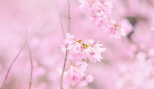 Preview wallpaper sakura, flowers, spring, pink, bloom