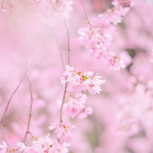 Preview wallpaper sakura, flowers, spring, pink, bloom