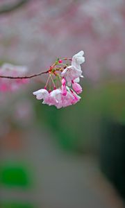 Preview wallpaper sakura, flowers, spring, branch, blur