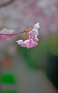 Preview wallpaper sakura, flowers, spring, branch, blur