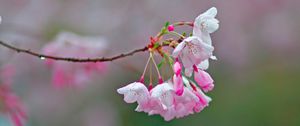 Preview wallpaper sakura, flowers, spring, branch, blur