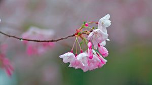 Preview wallpaper sakura, flowers, spring, branch, blur