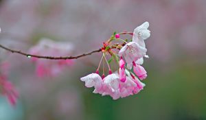 Preview wallpaper sakura, flowers, spring, branch, blur