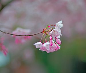 Preview wallpaper sakura, flowers, spring, branch, blur