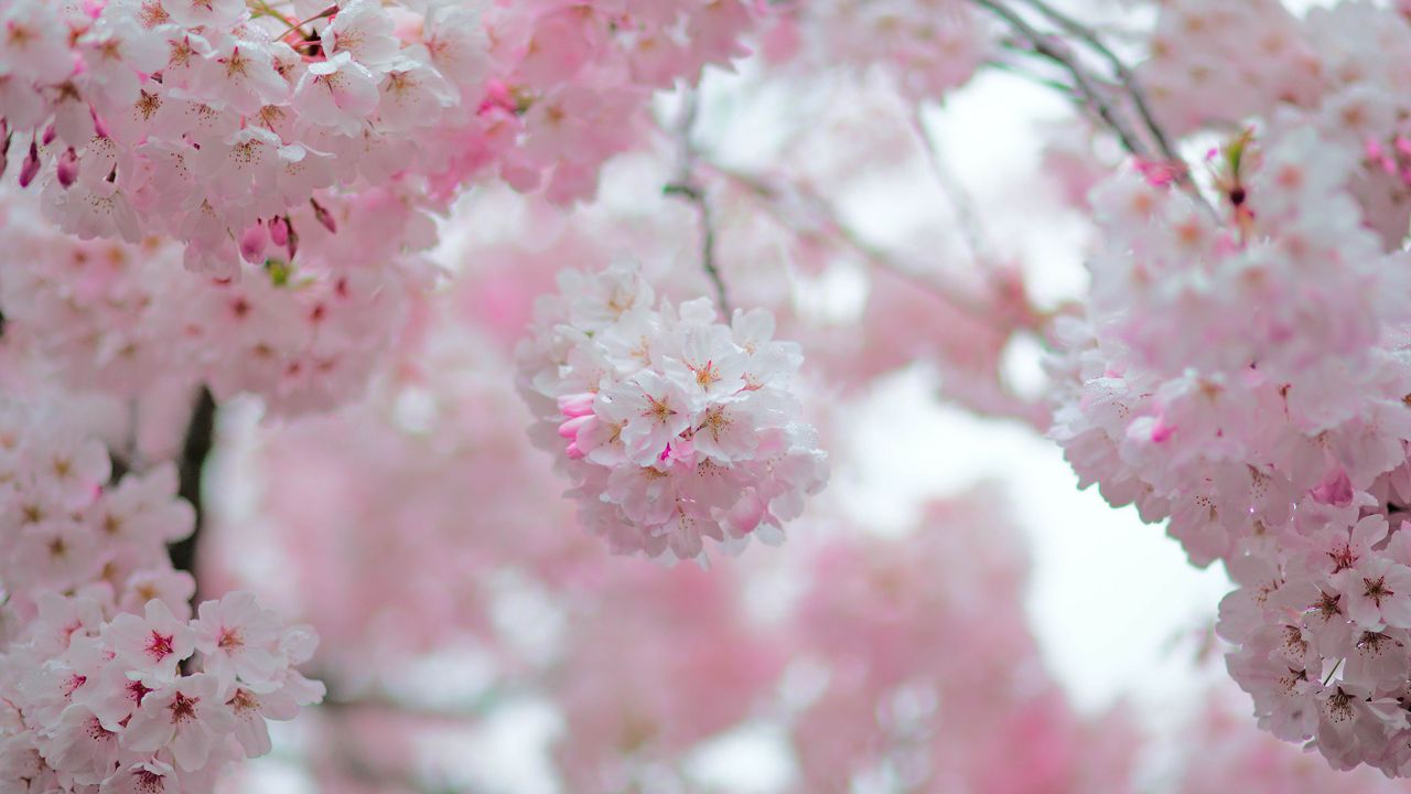 Wallpaper sakura, flowers, spring, petals, pink, blur
