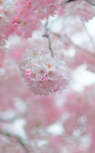 Preview wallpaper sakura, flowers, spring, petals, pink, blur