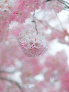 Preview wallpaper sakura, flowers, spring, petals, pink, blur