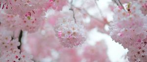 Preview wallpaper sakura, flowers, spring, petals, pink, blur