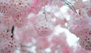 Preview wallpaper sakura, flowers, spring, petals, pink, blur