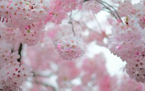 Preview wallpaper sakura, flowers, spring, petals, pink, blur