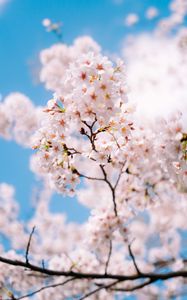 Preview wallpaper sakura, flowers, spring, branches