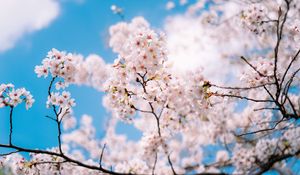 Preview wallpaper sakura, flowers, spring, branches