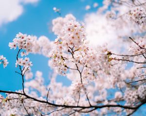 Preview wallpaper sakura, flowers, spring, branches