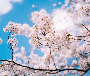 Preview wallpaper sakura, flowers, spring, branches