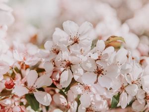 Preview wallpaper sakura, flowers, spring, blooms, light pink, delicate