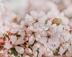 Preview wallpaper sakura, flowers, spring, blooms, light pink, delicate