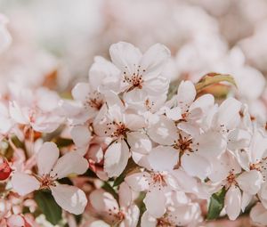 Preview wallpaper sakura, flowers, spring, blooms, light pink, delicate