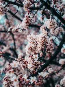 Preview wallpaper sakura, flowers, spring, pink