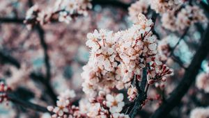 Preview wallpaper sakura, flowers, spring, pink