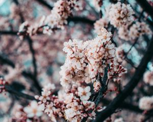 Preview wallpaper sakura, flowers, spring, pink