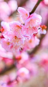 Preview wallpaper sakura, flowers, spring, bloom, pink