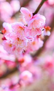 Preview wallpaper sakura, flowers, spring, bloom, pink