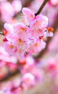 Preview wallpaper sakura, flowers, spring, bloom, pink