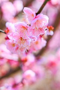 Preview wallpaper sakura, flowers, spring, bloom, pink