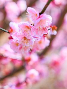 Preview wallpaper sakura, flowers, spring, bloom, pink