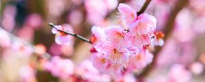 Preview wallpaper sakura, flowers, spring, bloom, pink