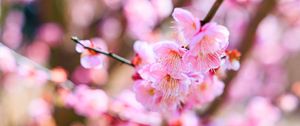 Preview wallpaper sakura, flowers, spring, bloom, pink