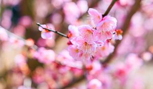 Preview wallpaper sakura, flowers, spring, bloom, pink