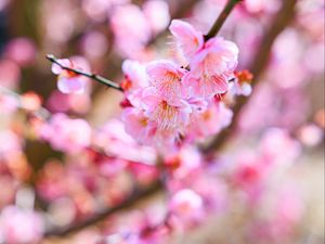 Preview wallpaper sakura, flowers, spring, bloom, pink