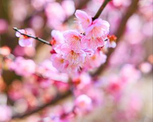 Preview wallpaper sakura, flowers, spring, bloom, pink