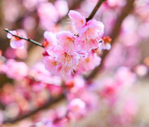 Preview wallpaper sakura, flowers, spring, bloom, pink