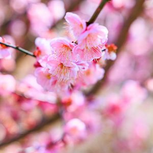 Preview wallpaper sakura, flowers, spring, bloom, pink