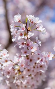 Preview wallpaper sakura, flowers, spring, petals