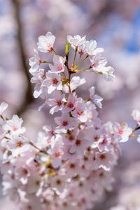 Preview wallpaper sakura, flowers, spring, petals