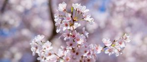 Preview wallpaper sakura, flowers, spring, petals