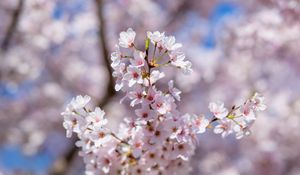 Preview wallpaper sakura, flowers, spring, petals