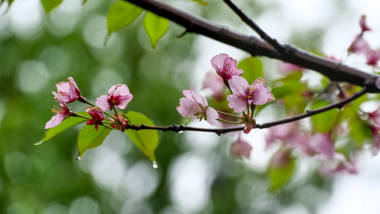 Wallpaper sakura, flowers, spring, petals, drops, macro