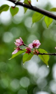 Preview wallpaper sakura, flowers, spring, petals, drops, macro