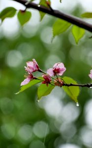 Preview wallpaper sakura, flowers, spring, petals, drops, macro