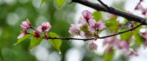 Preview wallpaper sakura, flowers, spring, petals, drops, macro