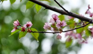 Preview wallpaper sakura, flowers, spring, petals, drops, macro