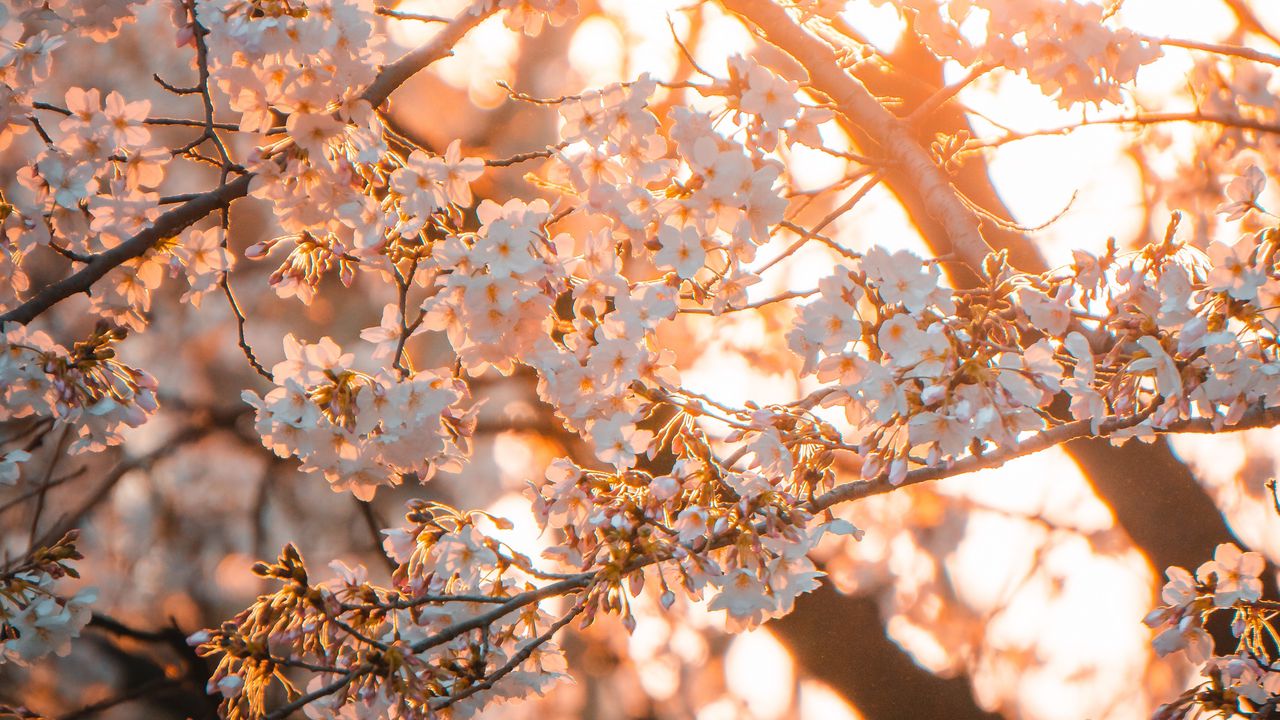 Wallpaper sakura, flowers, sunlight, spring