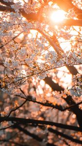 Preview wallpaper sakura, flowers, sunlight, spring