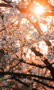 Preview wallpaper sakura, flowers, sunlight, spring