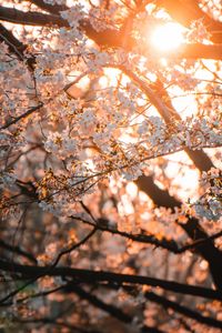 Preview wallpaper sakura, flowers, sunlight, spring